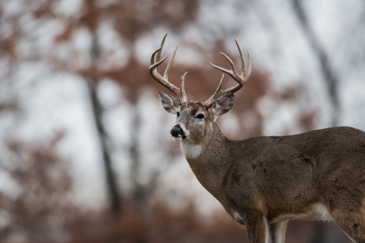 A Hunter’s Guide to the Bootheel: What You Need to Know for Deer Season